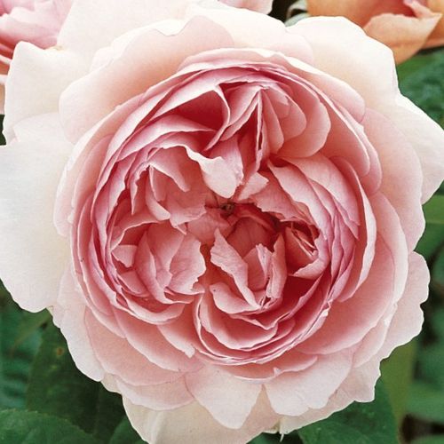 Różowy  - Róże pienne - z kwiatami róży angielskiej - korona równomiernie ukształtowana